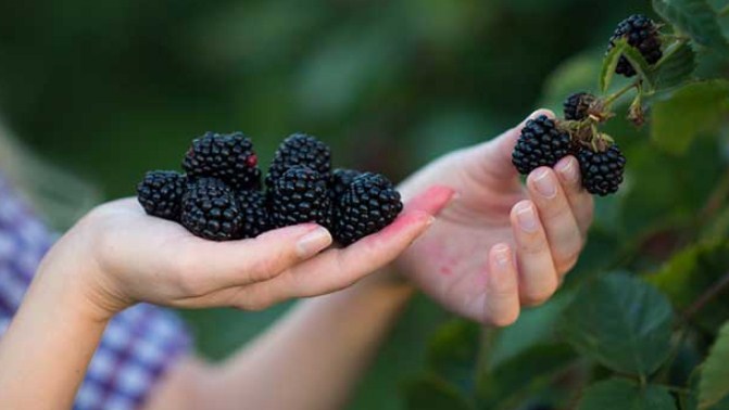 Frutas para perda de peso: Top 6 frutas Low-Carb para incluir em sua dieta 6 amoras fruta com baixo carboidrato