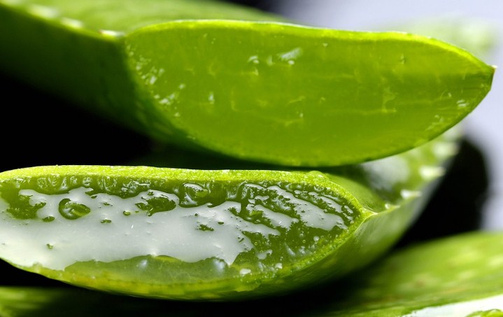 - Cabelos cacheados 6 benefícios surpreendentes de Aloe Vera para cabelo, pele e perda de peso