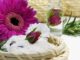- Shampoo perolado Terapia Floral: A cura vinda das flores